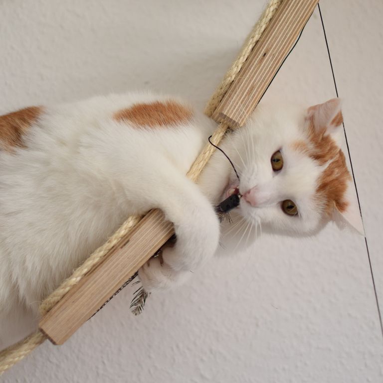 Kater Diego beim spielen