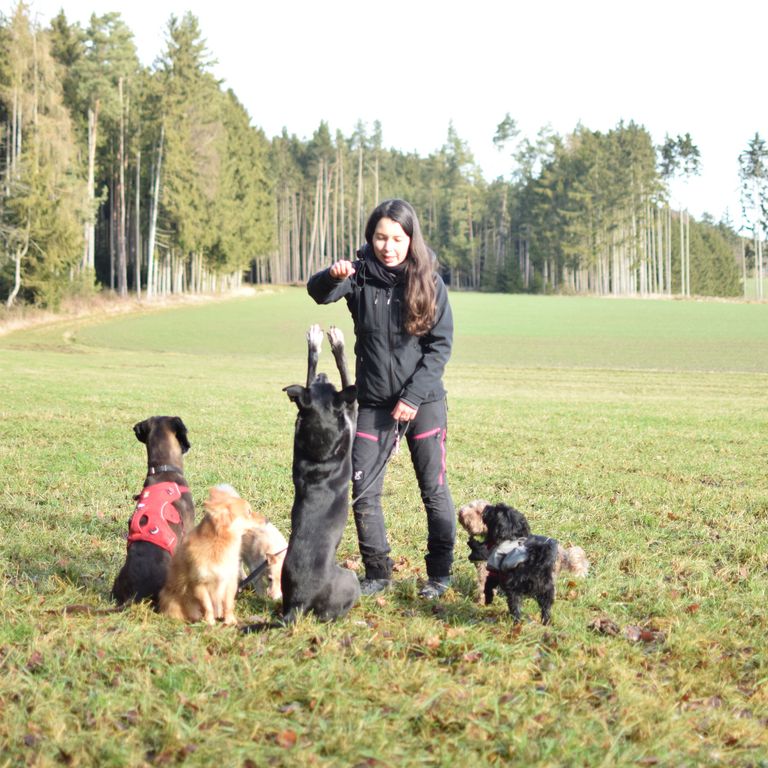 Madeline, mit 6Hunden beim tricksen