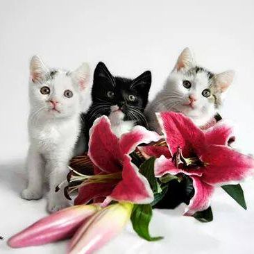 Samira, Attila und Torry als Kitten