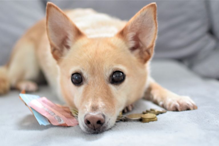 Mia(Hund) liegt mit ihrem Kopf auf Banknoten