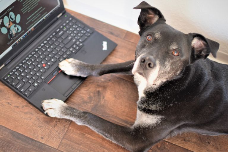 Tapsi(Hund) liegt vorm Laptop