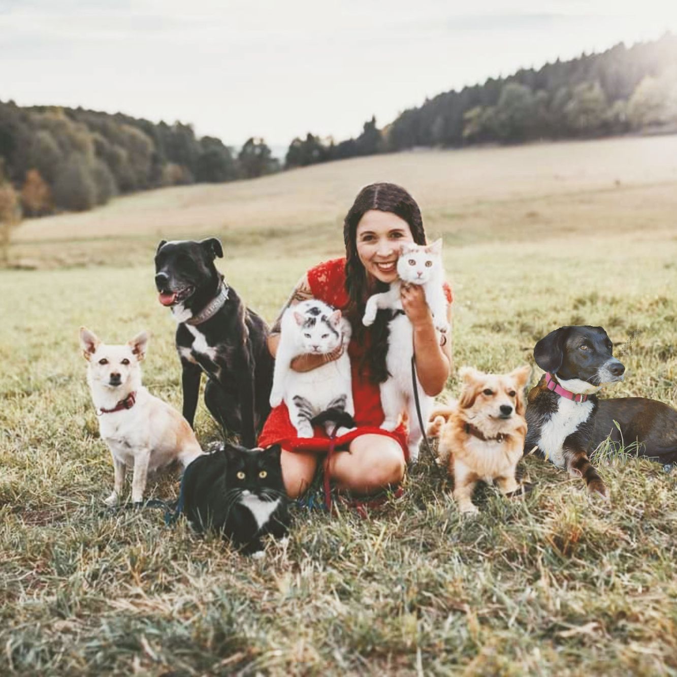 Madeline mit 3 Katzen und 4 Hunden auf einer Wiese