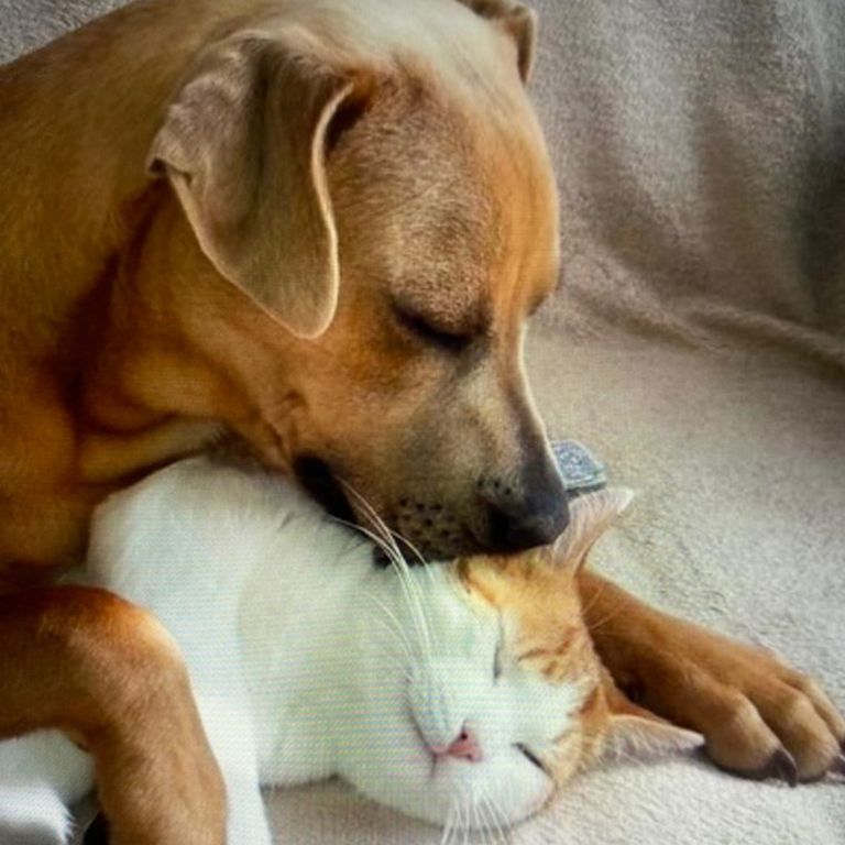 Hund kuschelt mit Katze