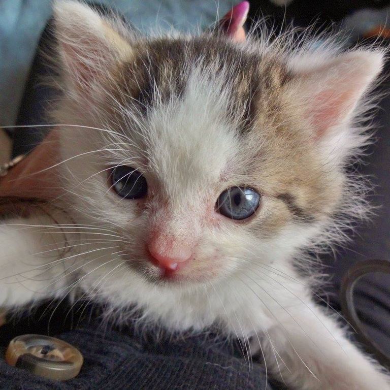 Kater Torry, als Baby