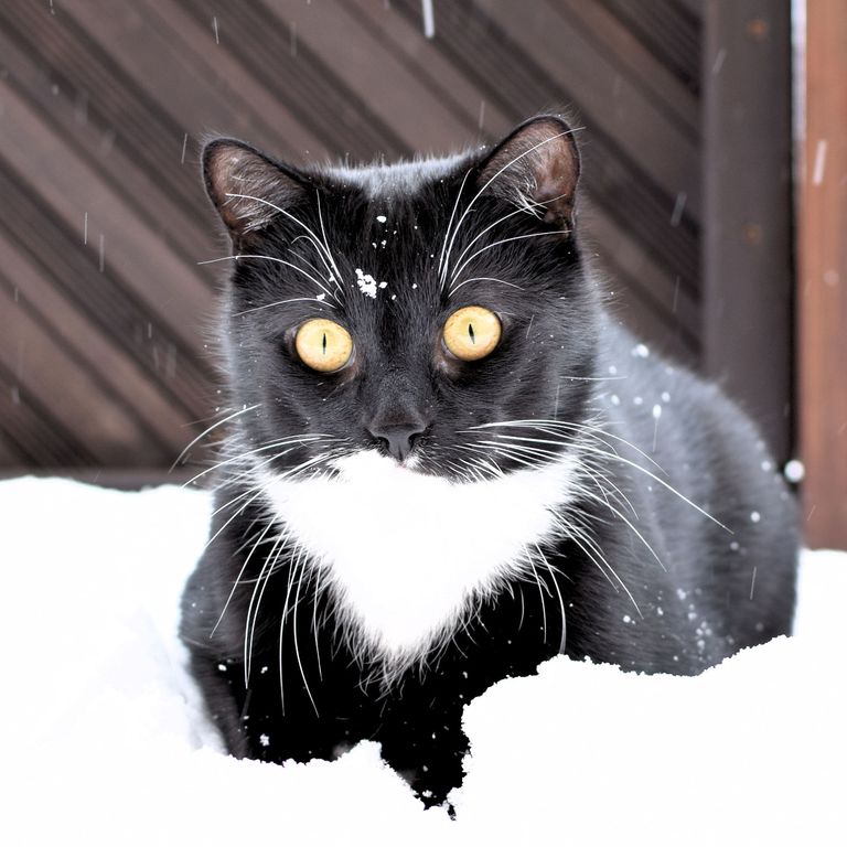 Kater Attila im Schnee