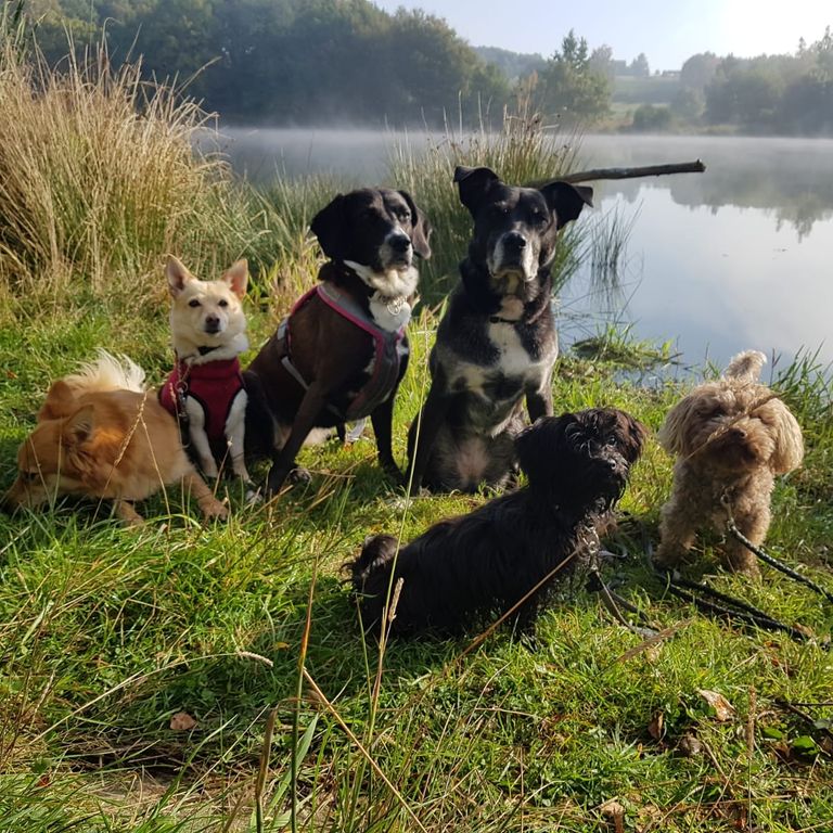 6 Hunde sitzen vor einem Teich