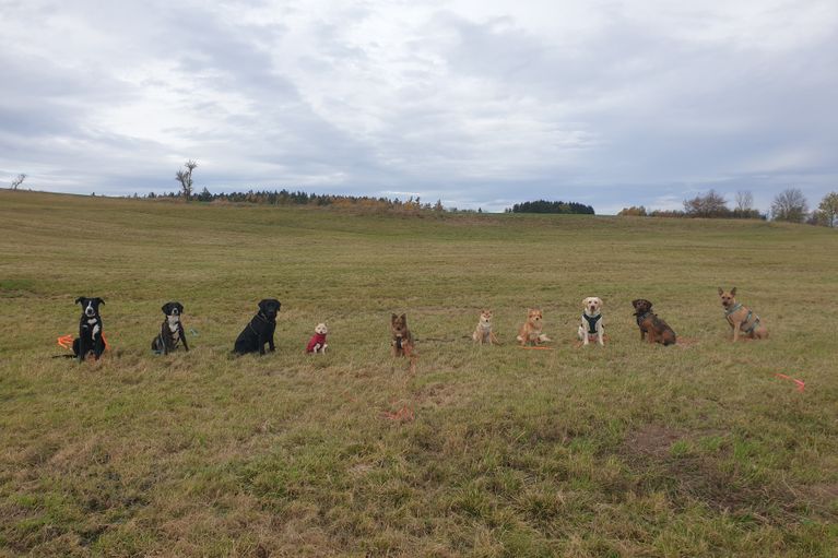 Phoebe, Tamara, Tapsi und Mia rennen