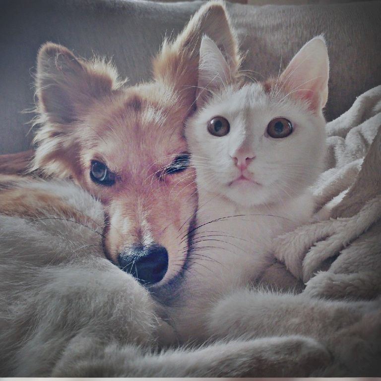 Hund Tamara und Katze DIego am kuscheln