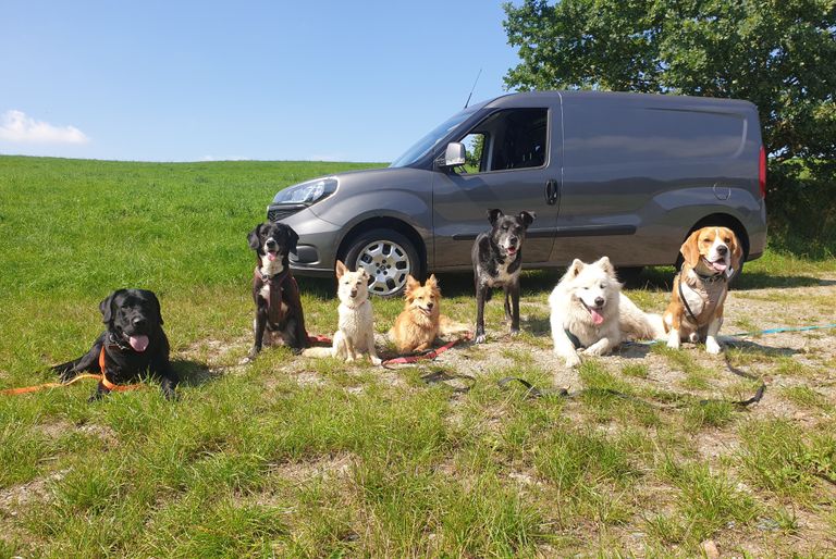 4 Hunde am Strand