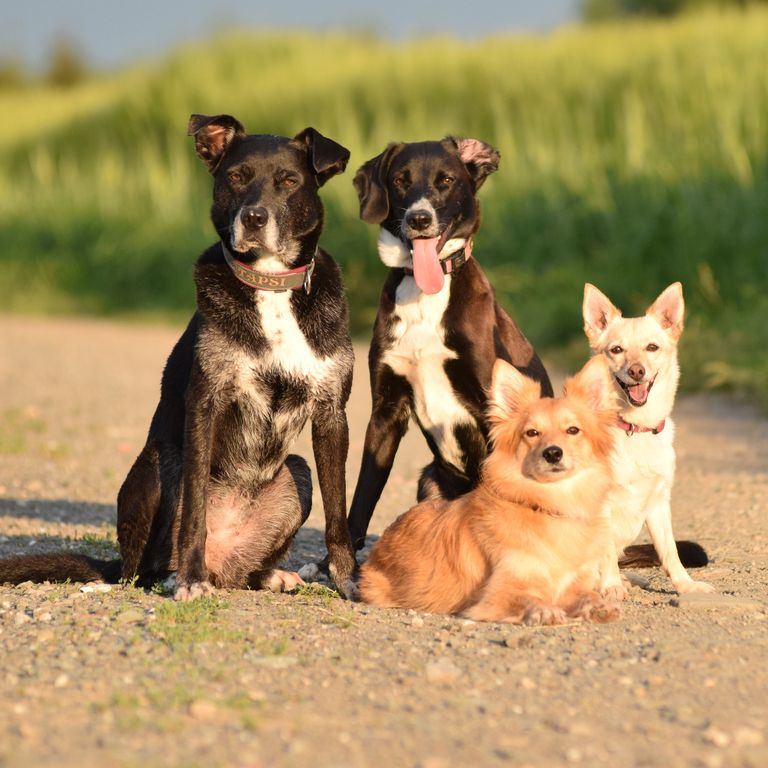 Tapsi, phoebe, Tamara und Mia- meine Hunde
