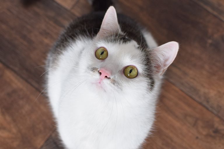 Samira, meine Katze wartet auf ein Leckerlie