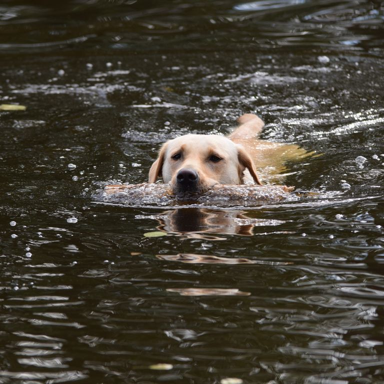 Hund Maja beim schwimmen